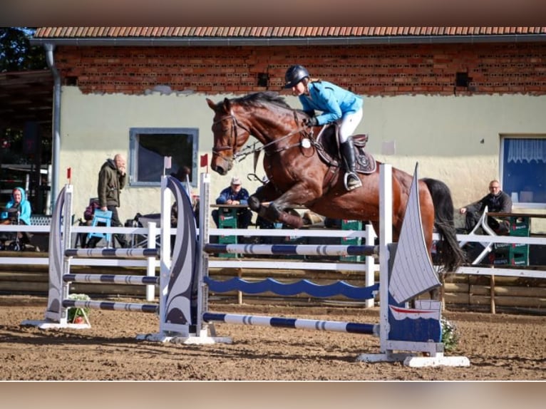 Deutsches Sportpferd Stute 11 Jahre 175 cm Brauner in Teupitz