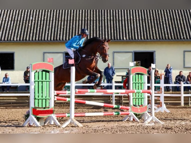 Deutsches Sportpferd Stute 11 Jahre 175 cm Brauner in Teupitz