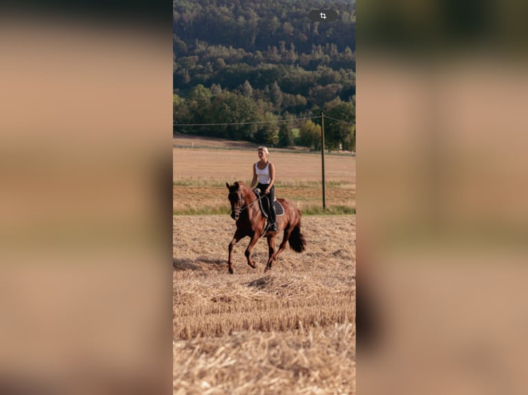 Deutsches Sportpferd Stute 11 Jahre 175 cm Dunkelfuchs in Frankenberg/Sachsen