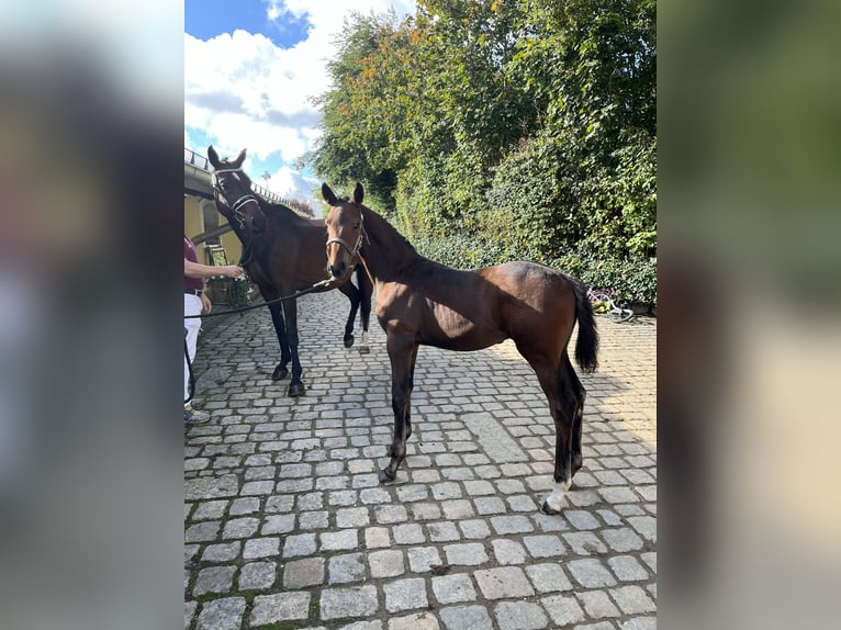 Deutsches Sportpferd Stute 11 Jahre 176 cm Dunkelbrauner in Rohr in Niederbayern