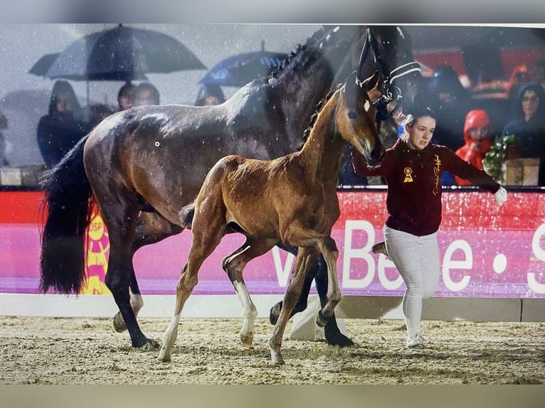 Deutsches Sportpferd Stute 11 Jahre 176 cm Dunkelbrauner in Rohr in Niederbayern