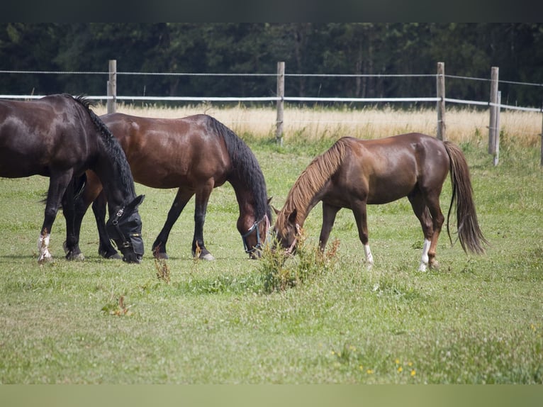 Deutsches Sportpferd Stute 11 Jahre in Sauerlach