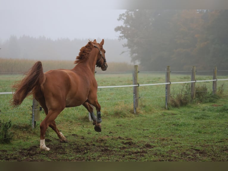 Deutsches Sportpferd Stute 11 Jahre in Sauerlach
