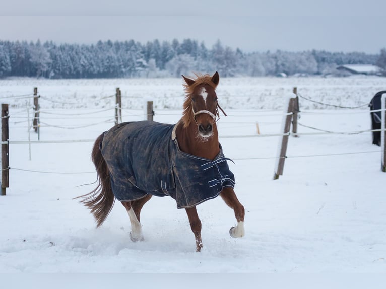 Deutsches Sportpferd Stute 11 Jahre in Sauerlach