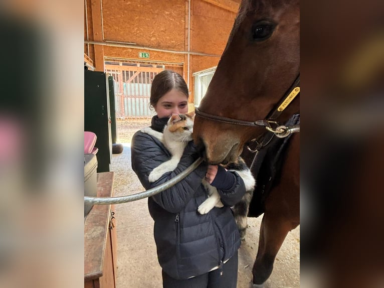 Deutsches Sportpferd Stute 11 Jahre Dunkelbrauner in Wien