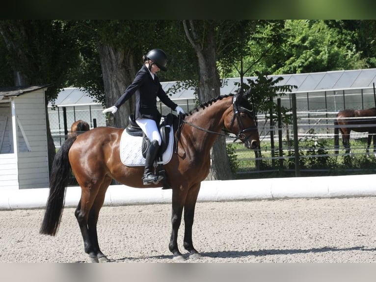 Deutsches Sportpferd Stute 11 Jahre Dunkelbrauner in Wien