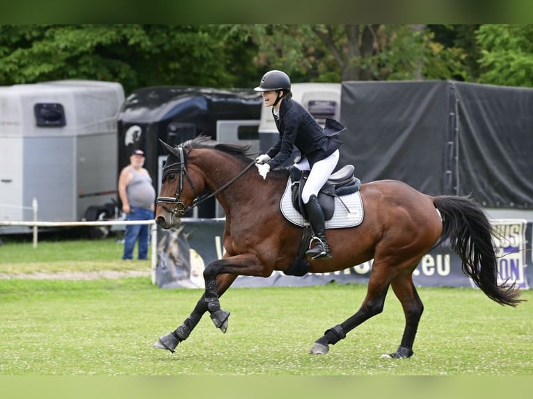 Deutsches Sportpferd Stute 11 Jahre Dunkelbrauner in Wien