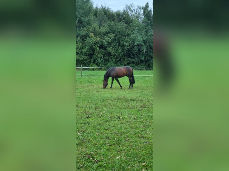 Deutsches Sportpferd Stute 11 Jahre Dunkelbrauner in Berg