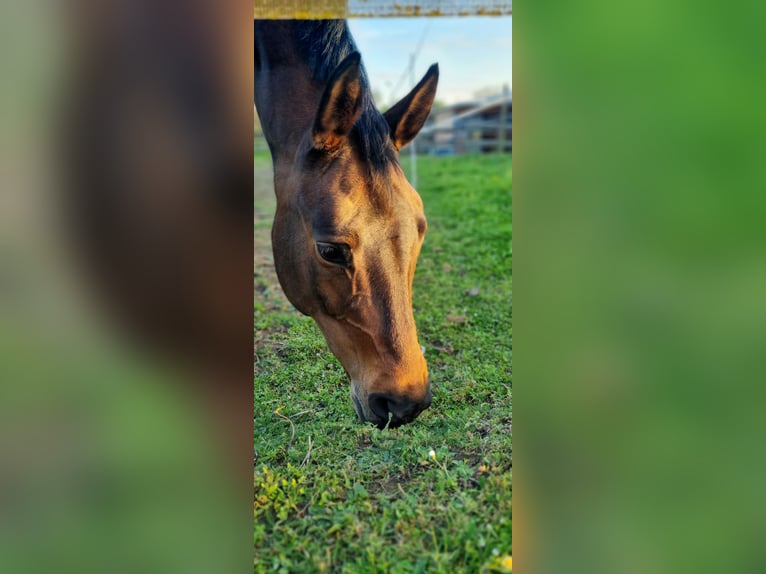 Deutsches Sportpferd Stute 11 Jahre Dunkelbrauner in Berg