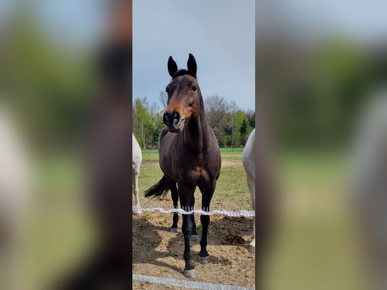 Deutsches Sportpferd Stute 11 Jahre Dunkelbrauner in Berg