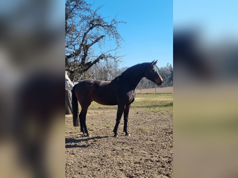 Deutsches Sportpferd Stute 11 Jahre Dunkelbrauner in Berg