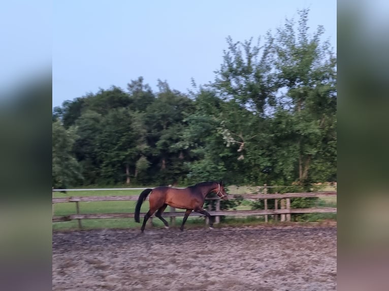 Deutsches Sportpferd Stute 11 Jahre Dunkelbrauner in Berg