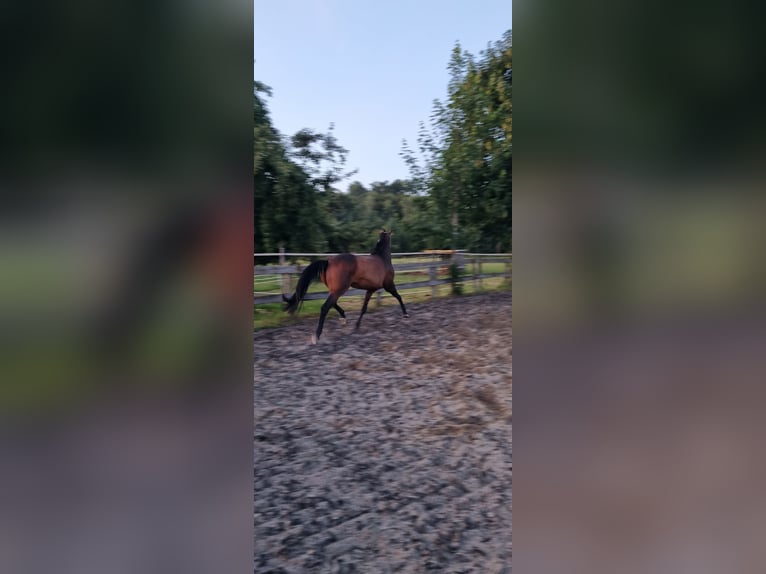 Deutsches Sportpferd Stute 11 Jahre Dunkelbrauner in Berg