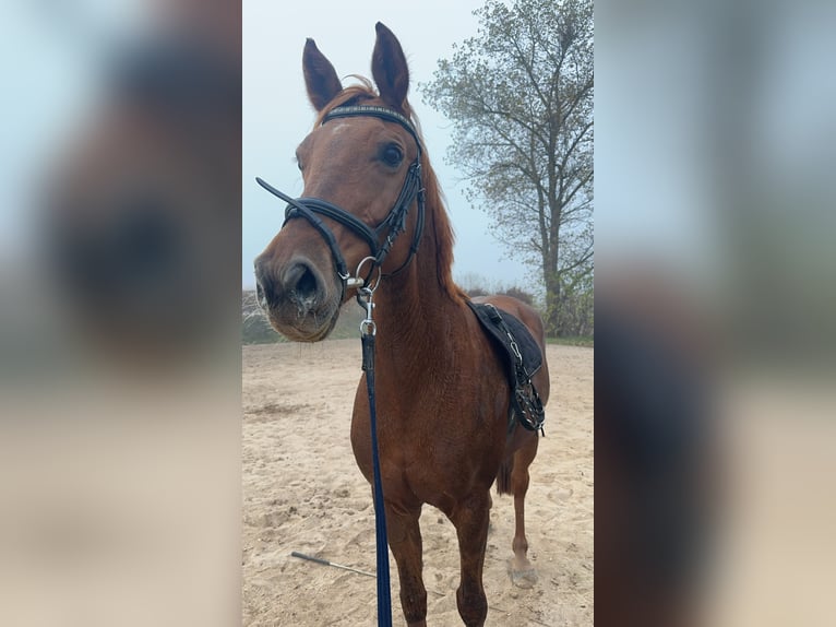 Deutsches Sportpferd Stute 12 Jahre 155 cm Dunkelfuchs in Gotha