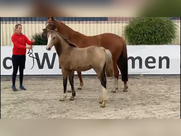 Deutsches Sportpferd Stute 12 Jahre 155 cm Fuchs in Seetz
