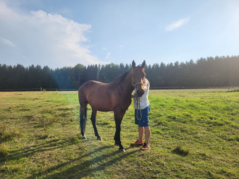 Deutsches Sportpferd Stute 12 Jahre 160 cm Brauner in Marienberg