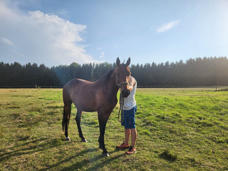 Deutsches Sportpferd Stute 12 Jahre 160 cm Brauner in Marienberg