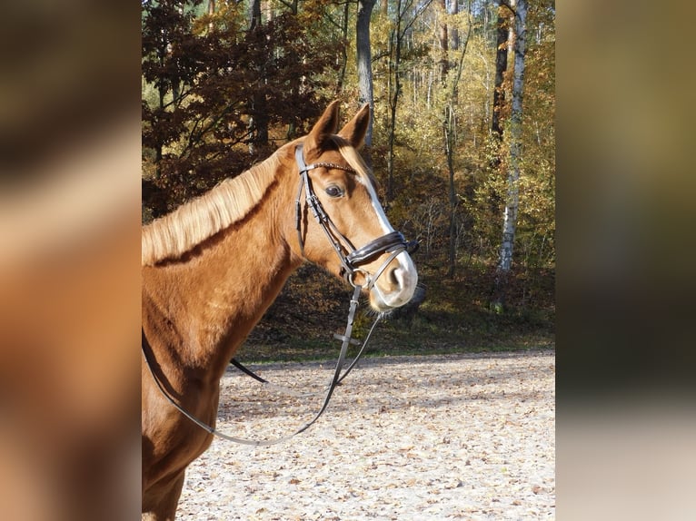 Deutsches Sportpferd Stute 12 Jahre 160 cm Fuchs in Köthen