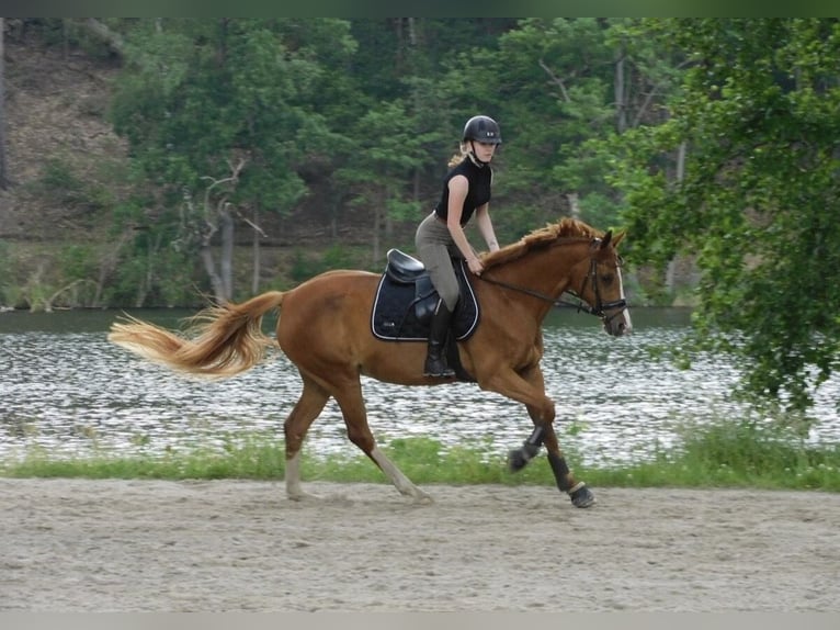 Deutsches Sportpferd Stute 12 Jahre 160 cm Fuchs in Köthen