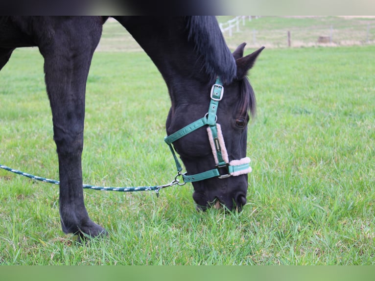 Deutsches Sportpferd Stute 12 Jahre 160 cm Rappe in Schwerin