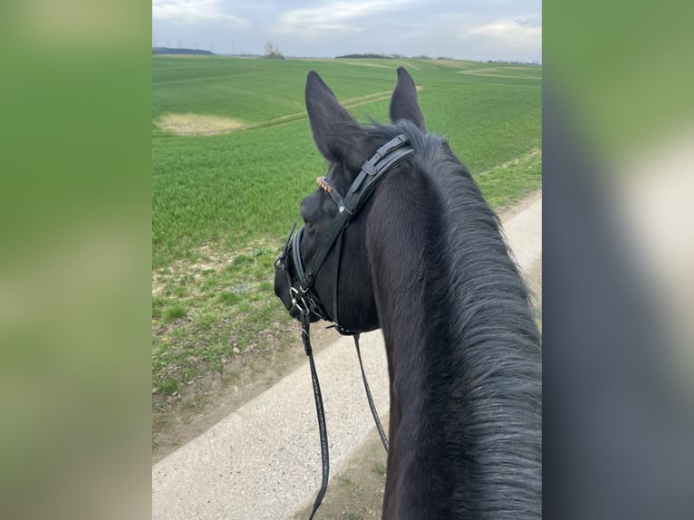 Deutsches Sportpferd Stute 12 Jahre 160 cm Rappe in Schwerin