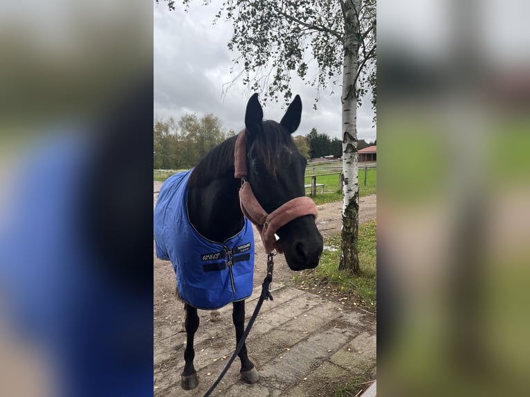 Deutsches Sportpferd Stute 12 Jahre 160 cm Rappe in Schwerin