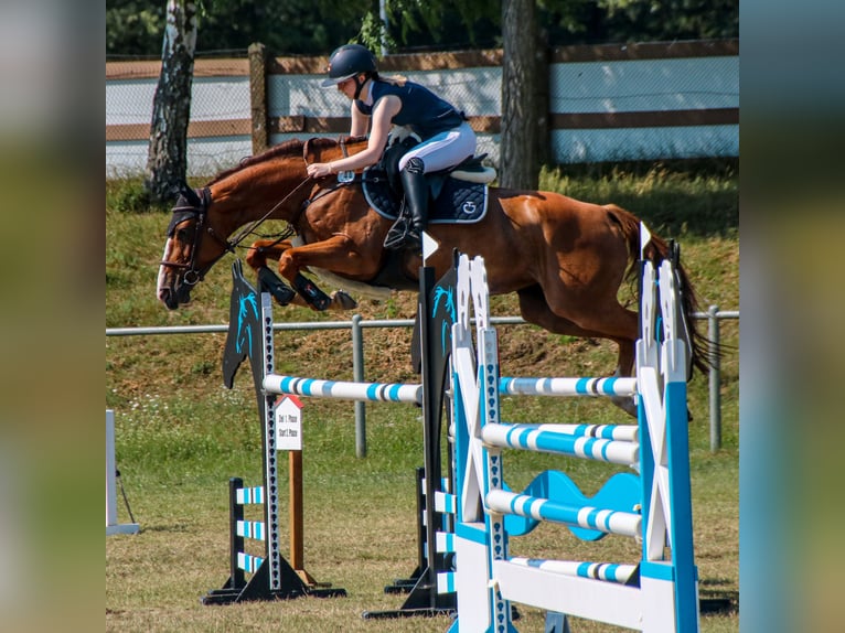 Deutsches Sportpferd Stute 12 Jahre 161 cm Fuchs in Bergen (Dumme)