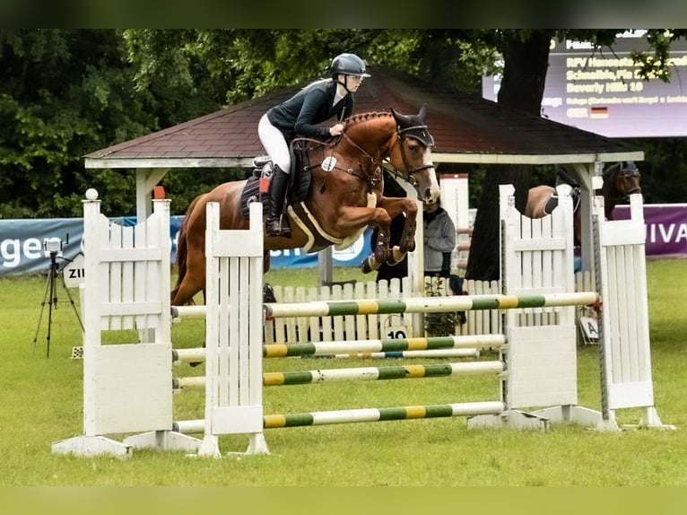 Deutsches Sportpferd Stute 12 Jahre 161 cm Fuchs in Bergen (Dumme)