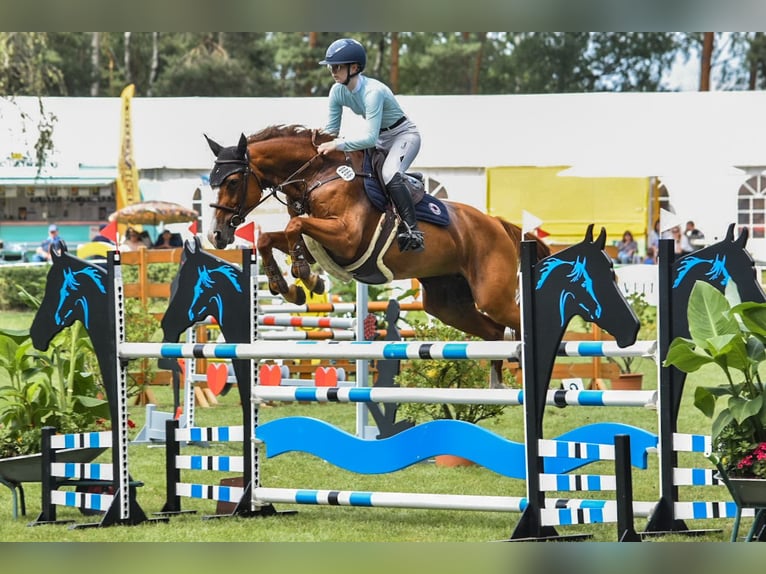 Deutsches Sportpferd Stute 12 Jahre 161 cm Fuchs in Bergen (Dumme)