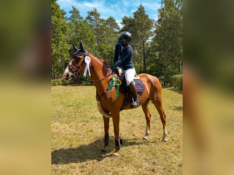 Deutsches Sportpferd Stute 12 Jahre 161 cm Fuchs in Bergen (Dumme)