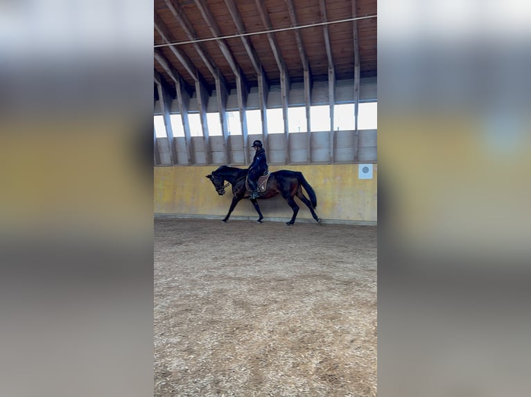 Deutsches Sportpferd Stute 12 Jahre 163 cm Brauner in Schrobenhausen