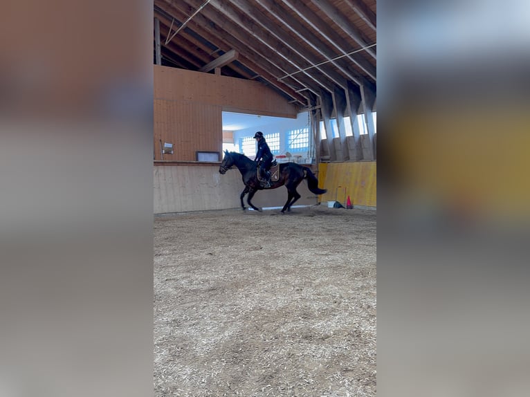 Deutsches Sportpferd Stute 12 Jahre 163 cm Brauner in Schrobenhausen