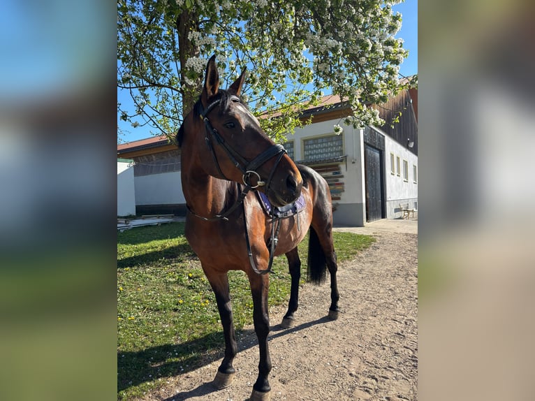 Deutsches Sportpferd Stute 12 Jahre 163 cm Brauner in Schrobenhausen
