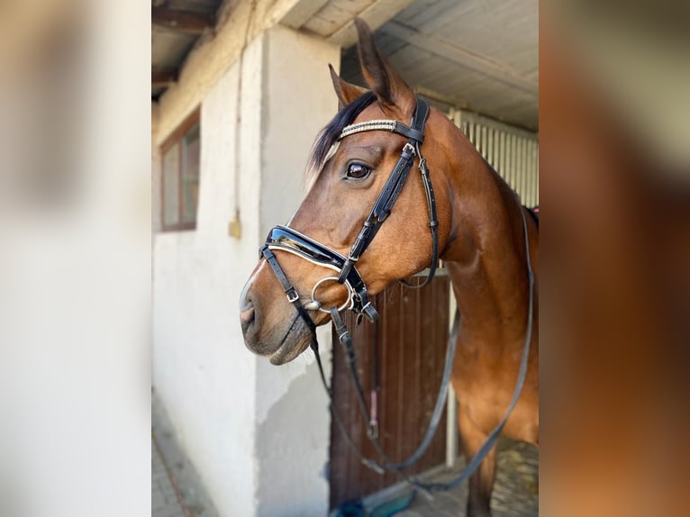 Deutsches Sportpferd Stute 12 Jahre 163 cm Brauner in Libbesdorf