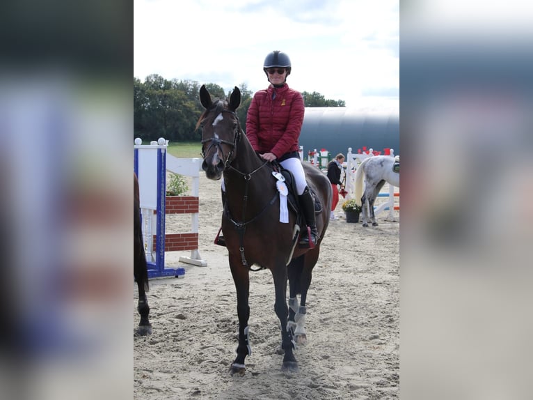 Deutsches Sportpferd Stute 12 Jahre 163 cm Brauner in Libbesdorf