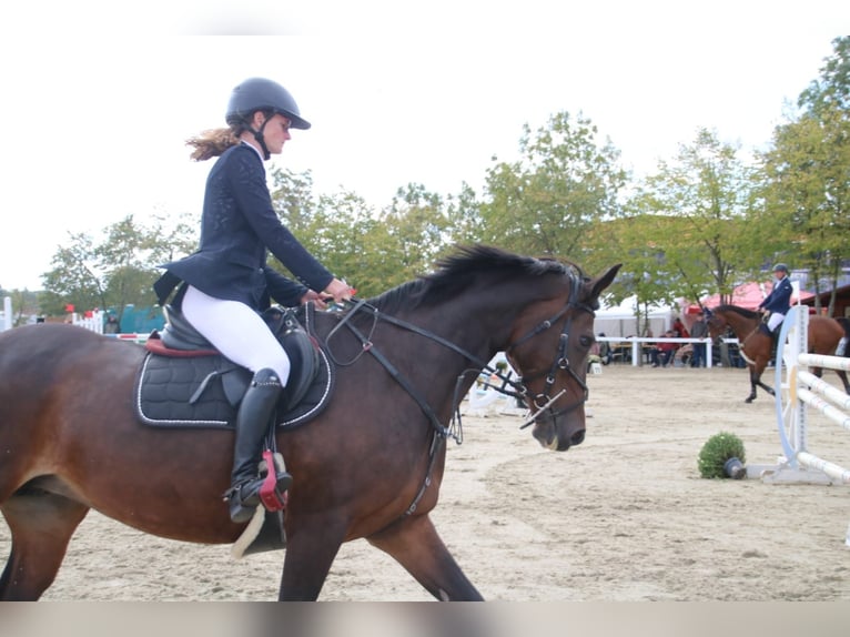 Deutsches Sportpferd Stute 12 Jahre 163 cm Brauner in Libbesdorf
