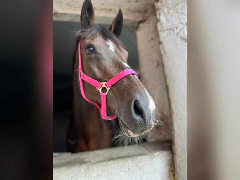 Deutsches Sportpferd Stute 12 Jahre 163 cm Brauner in Libbesdorf