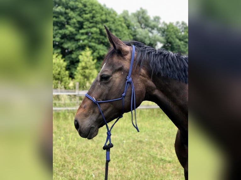 Deutsches Sportpferd Stute 12 Jahre 165 cm Brauner in Schmachtenhagen