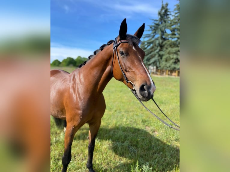 Deutsches Sportpferd Stute 12 Jahre 165 cm Brauner in Weinb&#xF6;hla