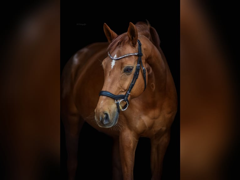 Deutsches Sportpferd Stute 12 Jahre 165 cm Fuchs in Niddatal