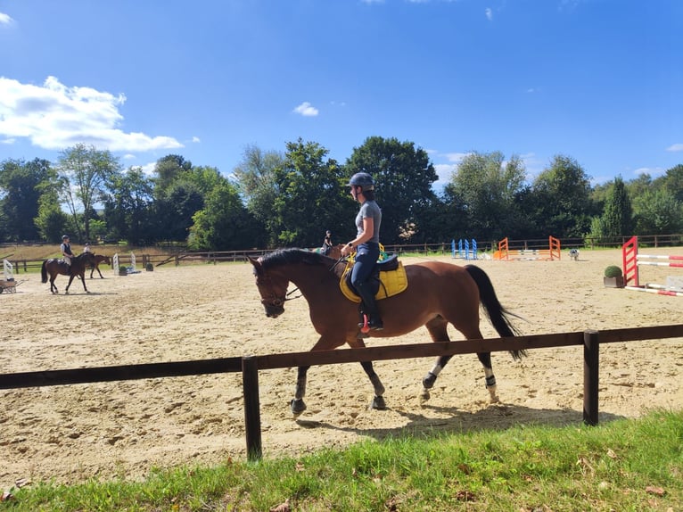 Deutsches Sportpferd Stute 12 Jahre 166 cm Hellbrauner in Bielefeld