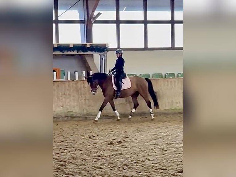 Deutsches Sportpferd Stute 12 Jahre 166 cm Hellbrauner in Bielefeld