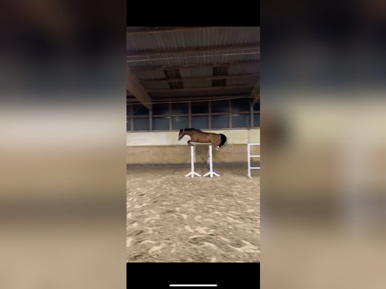 Deutsches Sportpferd Stute 12 Jahre 166 cm Hellbrauner in Bielefeld