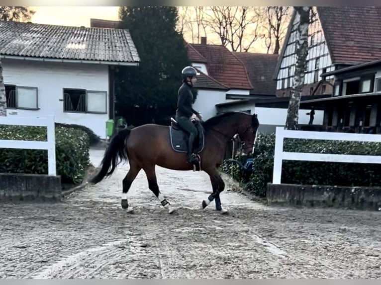 Deutsches Sportpferd Stute 12 Jahre 166 cm Hellbrauner in Bielefeld