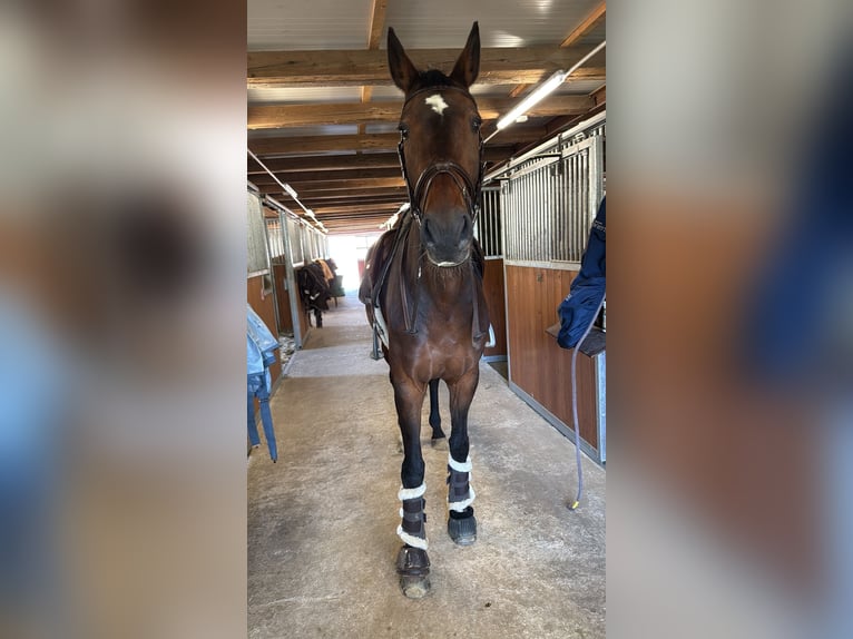 Deutsches Sportpferd Stute 12 Jahre 167 cm Brauner in Ahausen