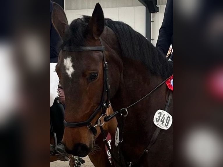 Deutsches Sportpferd Stute 12 Jahre 167 cm Brauner in Ahausen