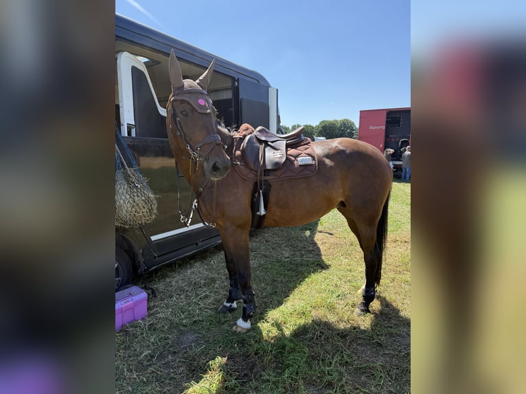 Deutsches Sportpferd Stute 12 Jahre 167 cm Brauner in Ahausen