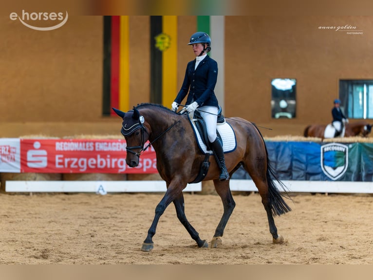 Deutsches Sportpferd Stute 12 Jahre 167 cm Brauner in Grünbach