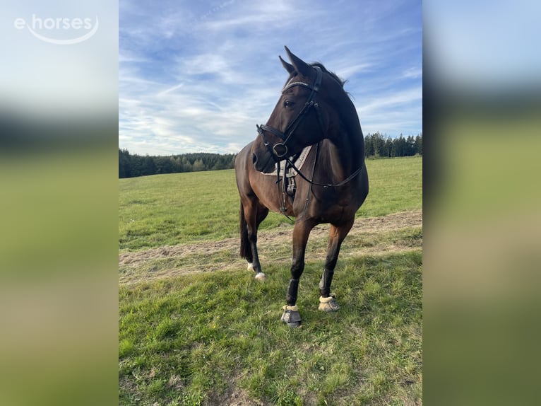 Deutsches Sportpferd Stute 12 Jahre 167 cm Brauner in Grünbach