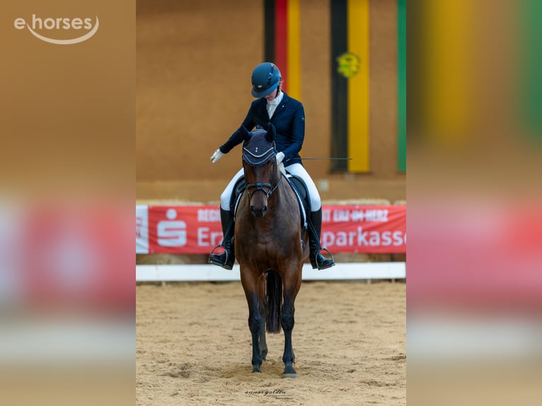 Deutsches Sportpferd Stute 12 Jahre 167 cm Brauner in Grünbach